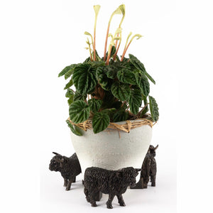 Jardinopia Potty Feet