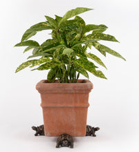 Jardinopia Potty Feet