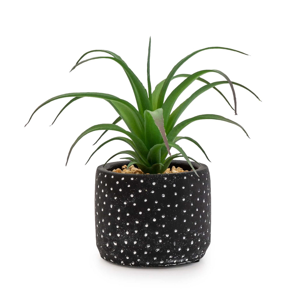 Succulent In Black and White Spotty Pot