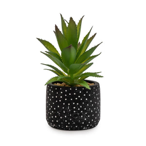 Spikey Succulent In Black and White Spotty Pot