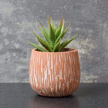 Aloe Vera Succulent In Textured Cement Pot