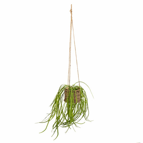 Hanging Spider Plant in Rattan Basket