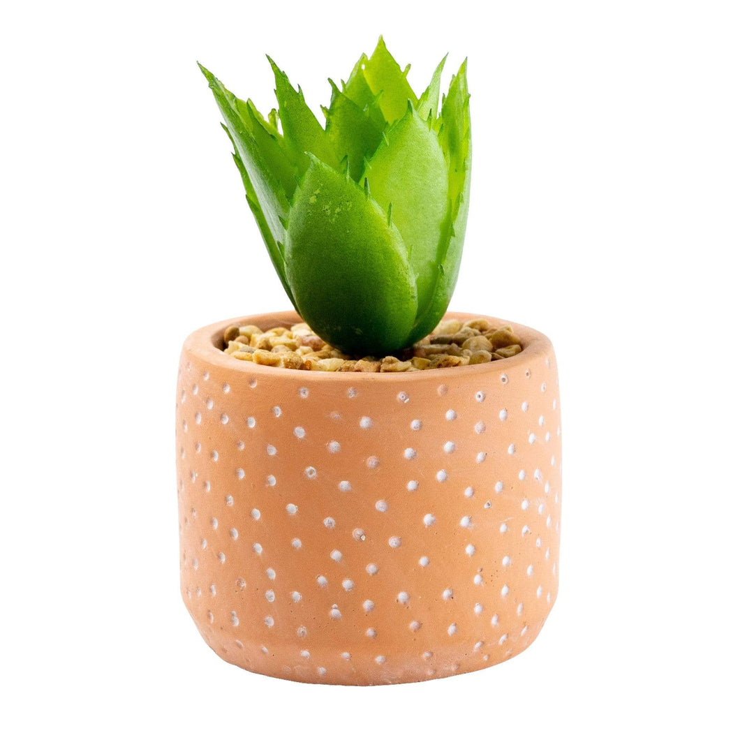 Spikey Succulent In Spotty Cement Pot