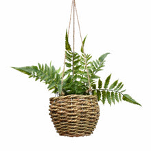 Hanging Fern in Rattan Basket