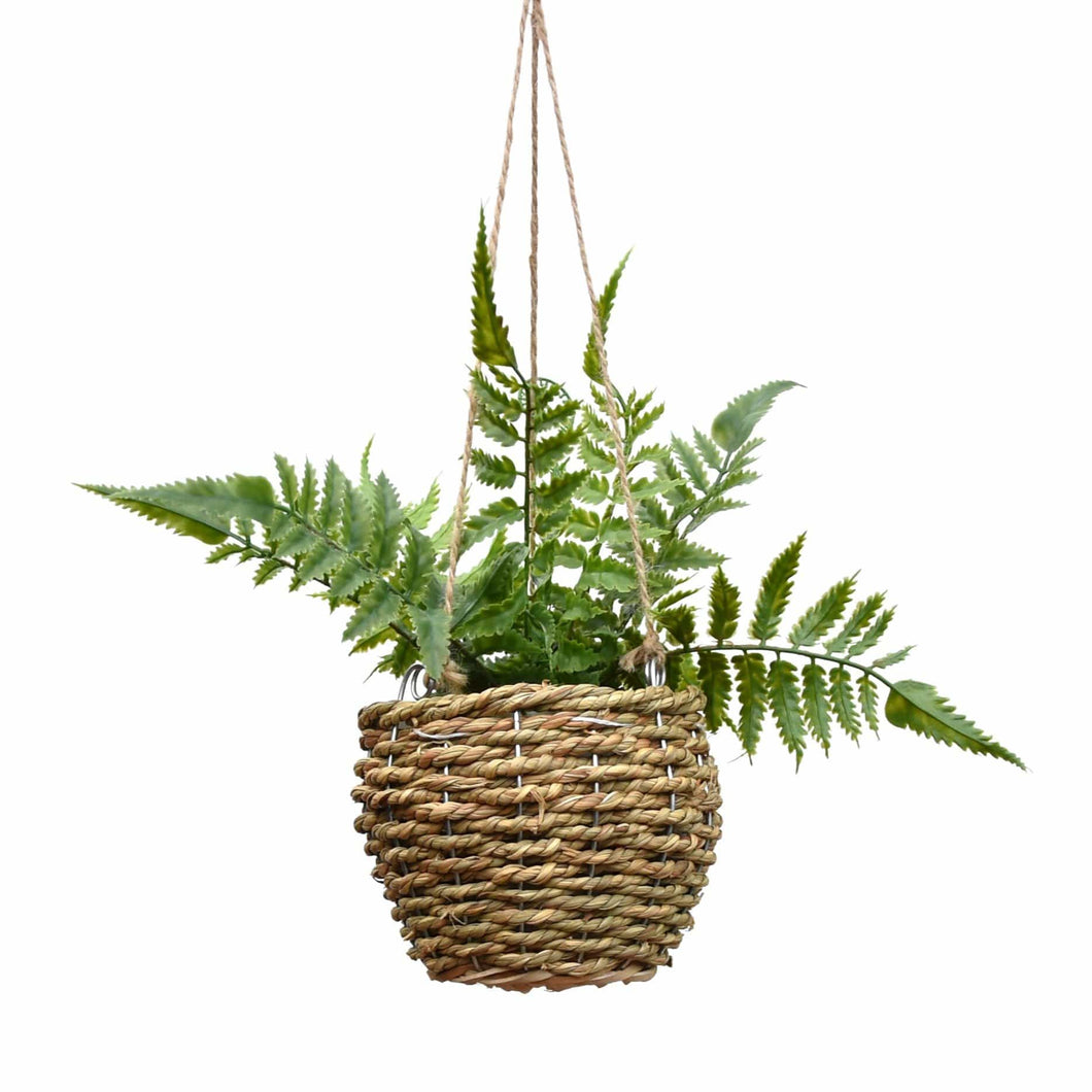 Hanging Fern in Rattan Basket